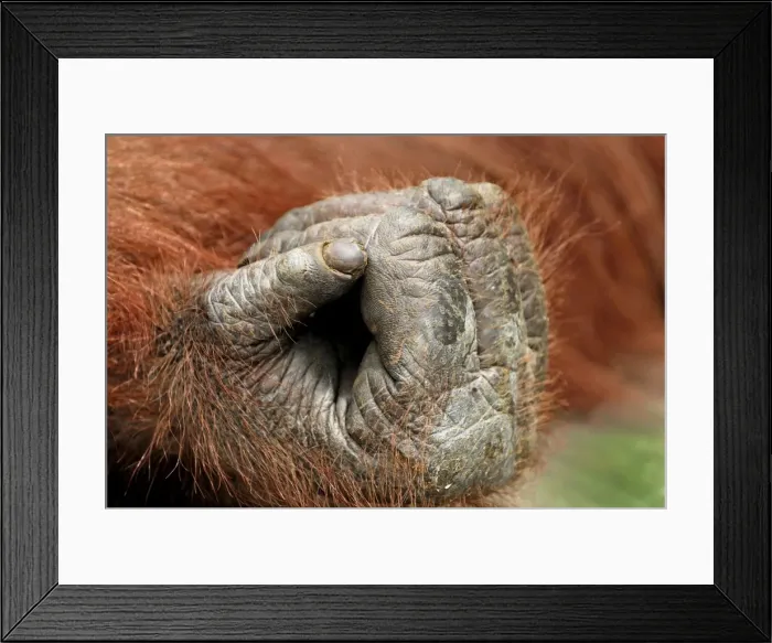 Framed Print : Borneo Orangutan - hand. Camp Leaky, Tanjung Puting National Park, Borneo, Indonesia Framed Print : Borneo Orangutan - hand. Camp Leaky, Tanjung Puting National Park, Borneo, Indonesia