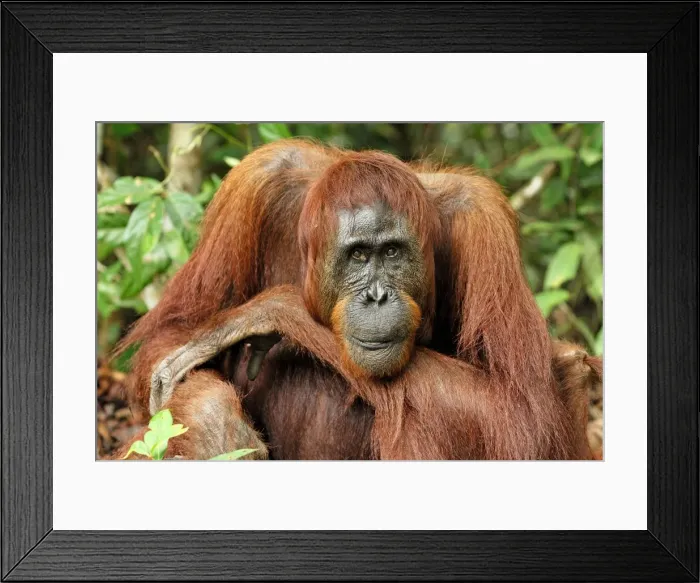 Framed Print : Borneo Orangutan - female. Camp Leaky, Tanjung Puting National Park, Borneo, Indonesia Framed Print : Borneo Orangutan - female. Camp Leaky, Tanjung Puting National Park, Borneo, Indonesia