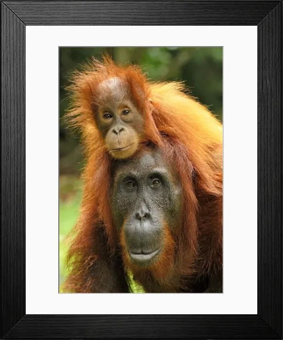 Framed Print : Borneo Orangutan - female with baby. Camp Leaky, Tanjung Puting National Park, Borneo, Indonesia Framed Print : Borneo Orangutan - female with baby. Camp Leaky, Tanjung Puting National Park, Borneo, Indonesia