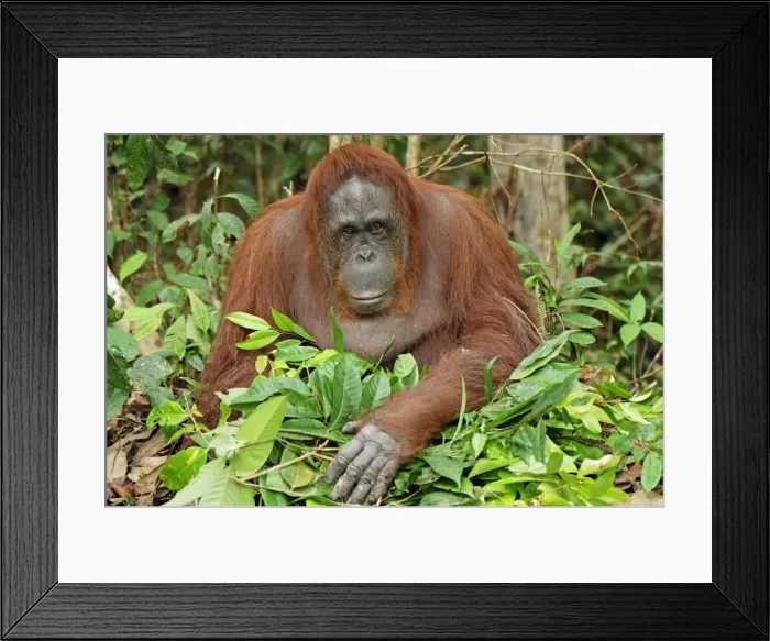 Framed Print : Borneo Orangutan - making a nest. Camp Leaky, Tanjung Puting National Park, Borneo, Indonesia Framed Print : Borneo Orangutan - making a nest. Camp Leaky, Tanjung Puting National Park, Borneo, Indonesia
