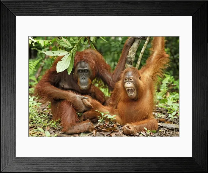 Framed Print : Borneo Orangutan - female with baby. Camp Leaky, Tanjung Puting National Park, Borneo, Indonesia Framed Print : Borneo Orangutan - female with baby. Camp Leaky, Tanjung Puting National Park, Borneo, Indonesia
