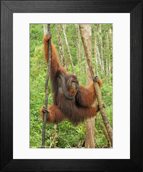 Framed Print : Borneo Orangutan - old male. Camp Leaky, Tanjung Puting National Park, Borneo, Indonesia Framed Print : Borneo Orangutan - old male. Camp Leaky, Tanjung Puting National Park, Borneo, Indonesia
