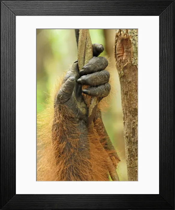 Framed Print : Borneo Orangutan - hand. Camp Leaky, Tanjung Puting National Park, Borneo, Indonesia Framed Print : Borneo Orangutan - hand. Camp Leaky, Tanjung Puting National Park, Borneo, Indonesia