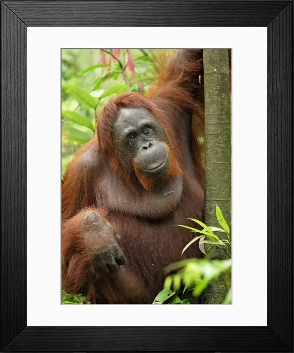 Framed Print : Borneo Orangutan - female. Camp Leaky, Tanjung Puting National Park, Borneo, Indonesia Framed Print : Borneo Orangutan - female. Camp Leaky, Tanjung Puting National Park, Borneo, Indonesia