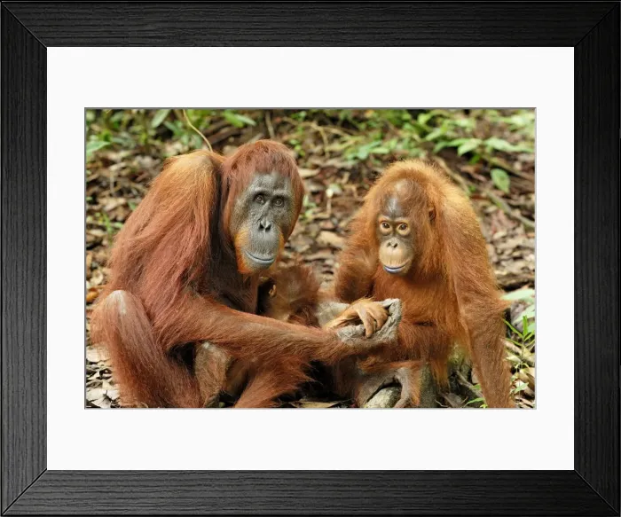 Framed Print : Borneo Orangutan - female with baby. Camp Leaky, Tanjung Puting National Park, Borneo, Indonesia Framed Print : Borneo Orangutan - female with baby. Camp Leaky, Tanjung Puting National Park, Borneo, Indonesia