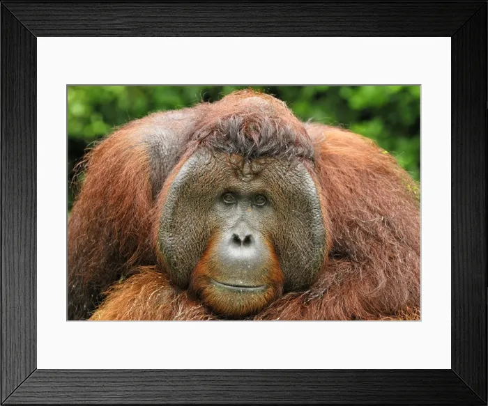 Framed Print : Borneo Orangutan - old male. Camp Leaky, Tanjung Puting National Park, Borneo, Indonesia Framed Print : Borneo Orangutan - old male. Camp Leaky, Tanjung Puting National Park, Borneo, Indonesia