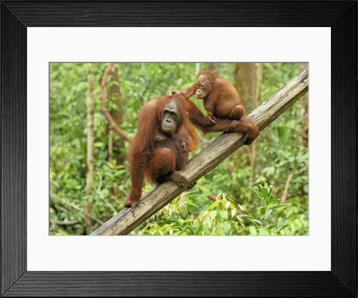 Framed Print : Borneo Orangutan - female with baby. Camp Leaky, Tanjung Puting National Park, Borneo, Indonesia Framed Print : Borneo Orangutan - female with baby. Camp Leaky, Tanjung Puting National Park, Borneo, Indonesia