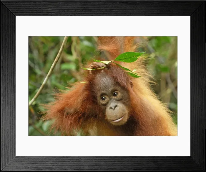 Framed Print : Borneo Orangutan - baby. Camp Leaky, Tanjung Puting National Park, Borneo, Indonesia Framed Print : Borneo Orangutan - baby. Camp Leaky, Tanjung Puting National Park, Borneo, Indonesia