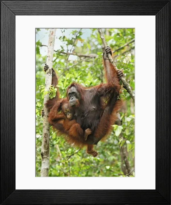 Framed Print : Borneo Orangutan - female with baby. Camp Leaky, Tanjung Puting National Park, Borneo, Indonesia Framed Print : Borneo Orangutan - female with baby. Camp Leaky, Tanjung Puting National Park, Borneo, Indonesia