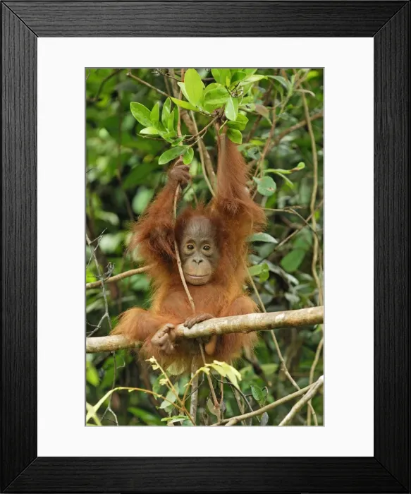 Framed Print : Borneo Orangutan - baby. Camp Leaky, Tanjung Puting National Park, Borneo, Indonesia Framed Print : Borneo Orangutan - baby. Camp Leaky, Tanjung Puting National Park, Borneo, Indonesia