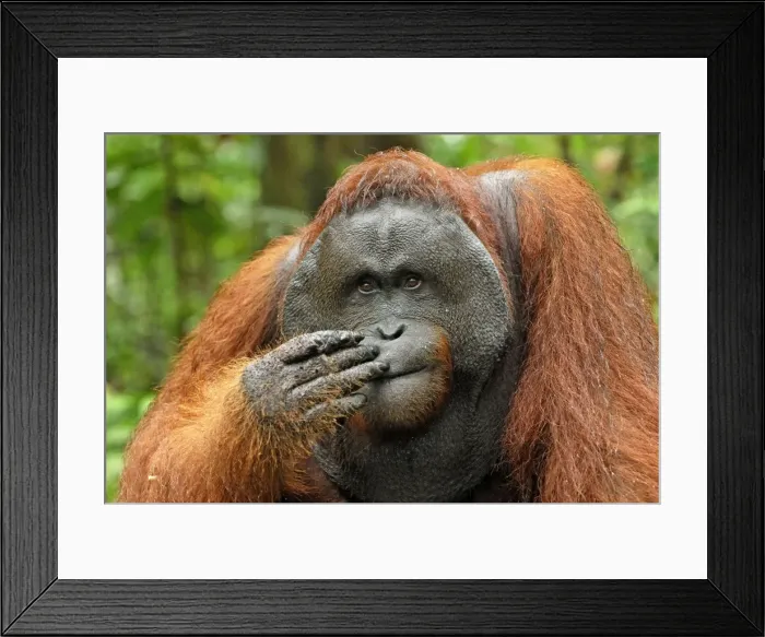 Framed Print : Borneo Orangutan - old male. Camp Leaky, Tanjung Puting National Park, Borneo, Indonesia Framed Print : Borneo Orangutan - old male. Camp Leaky, Tanjung Puting National Park, Borneo, Indonesia