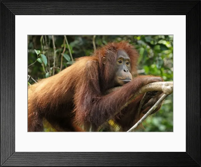 Framed Print : Borneo Orangutan - juvenile. Camp Leaky, Tanjung Puting National Park, Borneo, Indonesia Framed Print : Borneo Orangutan - juvenile. Camp Leaky, Tanjung Puting National Park, Borneo, Indonesia