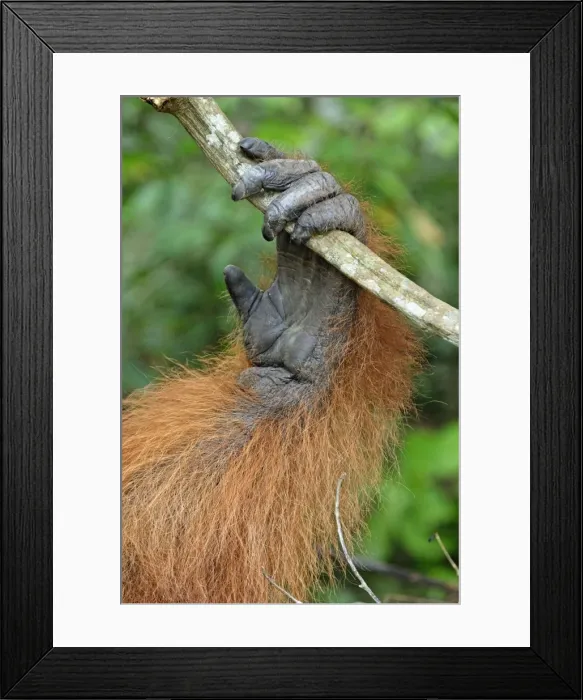 Framed Print : Borneo Orangutan - hand. Camp Leaky, Tanjung Puting National Park, Borneo, Indonesia