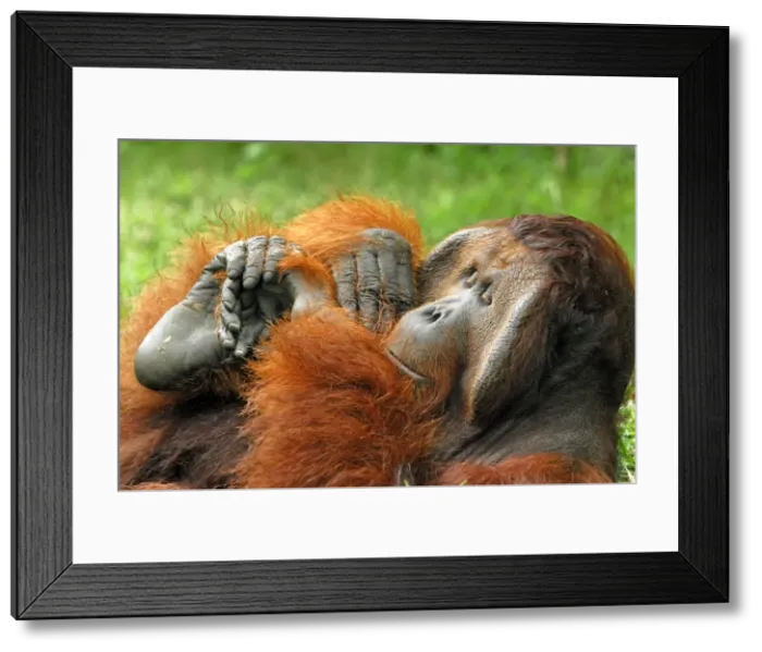 Framed Print : Borneo Orangutan - old male. Camp Leaky, Tanjung Puting National Park, Borneo, Indonesia Framed Print : Borneo Orangutan - old male. Camp Leaky, Tanjung Puting National Park, Borneo, Indonesia