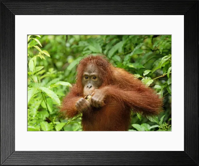 Framed Print : Borneo Orangutan - juvenile. Camp Leaky, Tanjung Puting National Park, Borneo, Indonesia Framed Print : Borneo Orangutan - juvenile. Camp Leaky, Tanjung Puting National Park, Borneo, Indonesia
