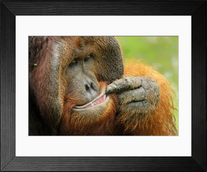 Framed Print : Borneo Orangutan - old male. Camp Leaky, Tanjung Puting National Park, Borneo, Indonesia Framed Print : Borneo Orangutan - old male. Camp Leaky, Tanjung Puting National Park, Borneo, Indonesia