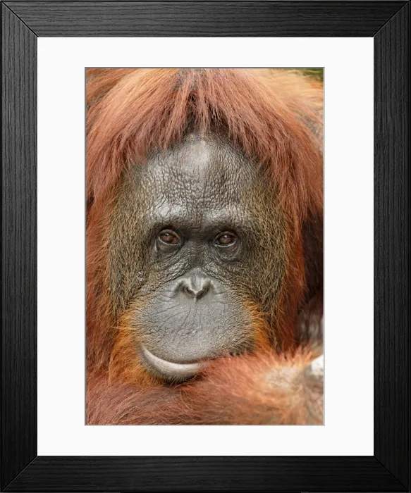 Framed Print : Borneo Orangutan - female. Camp Leaky, Tanjung Puting National Park, Borneo, Indonesia Framed Print : Borneo Orangutan - female. Camp Leaky, Tanjung Puting National Park, Borneo, Indonesia
