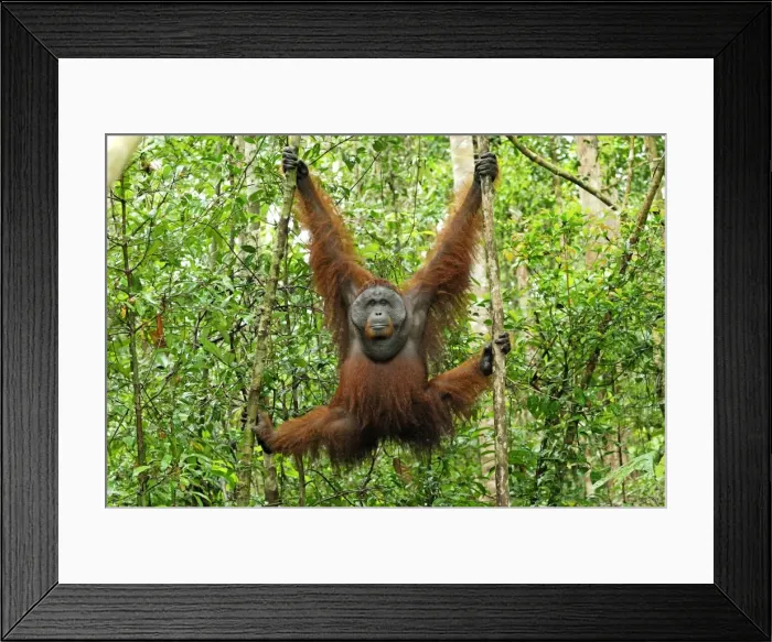 Framed Print : Borneo Orangutan - old male. Camp Leaky, Tanjung Puting National Park, Borneo, Indonesia Framed Print : Borneo Orangutan - old male. Camp Leaky, Tanjung Puting National Park, Borneo, Indonesia