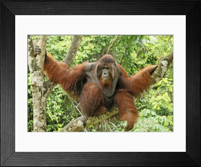 Framed Print : Borneo Orangutan - old male. Camp Leaky, Tanjung Puting National Park, Borneo, Indonesia Framed Print : Borneo Orangutan - old male. Camp Leaky, Tanjung Puting National Park, Borneo, Indonesia
