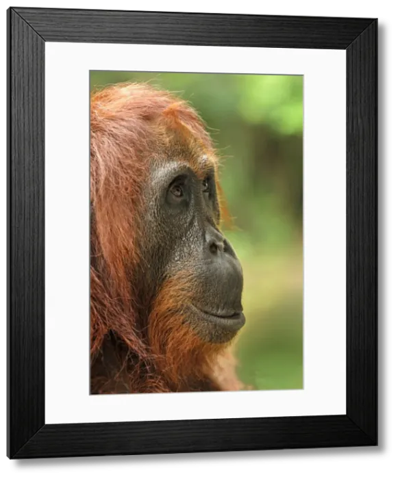 Framed Print : Borneo Orangutan - female. Camp Leaky, Tanjung Puting National Park, Borneo, Indonesia Framed Print : Borneo Orangutan - female. Camp Leaky, Tanjung Puting National Park, Borneo, Indonesia