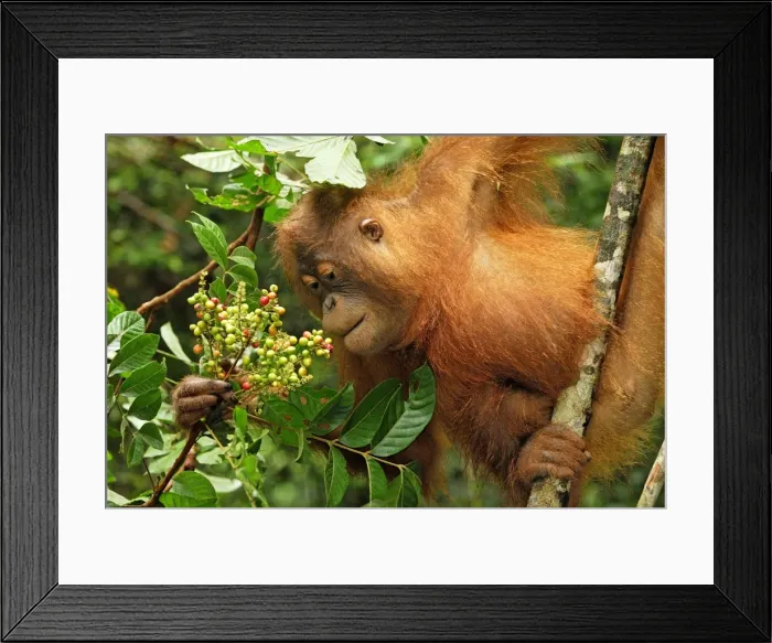 Framed Print : Borneo Orangutan - eating fruits. Camp Leaky, Tanjung Puting National Park, Borneo, Indonesia Framed Print : Borneo Orangutan - eating fruits. Camp Leaky, Tanjung Puting National Park, Borneo, Indonesia