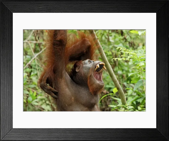 Framed Print : Borneo Orangutan. Camp Leaky, Tanjung Puting National Park, Borneo, Indonesia Framed Print : Borneo Orangutan. Camp Leaky, Tanjung Puting National Park, Borneo, Indonesia