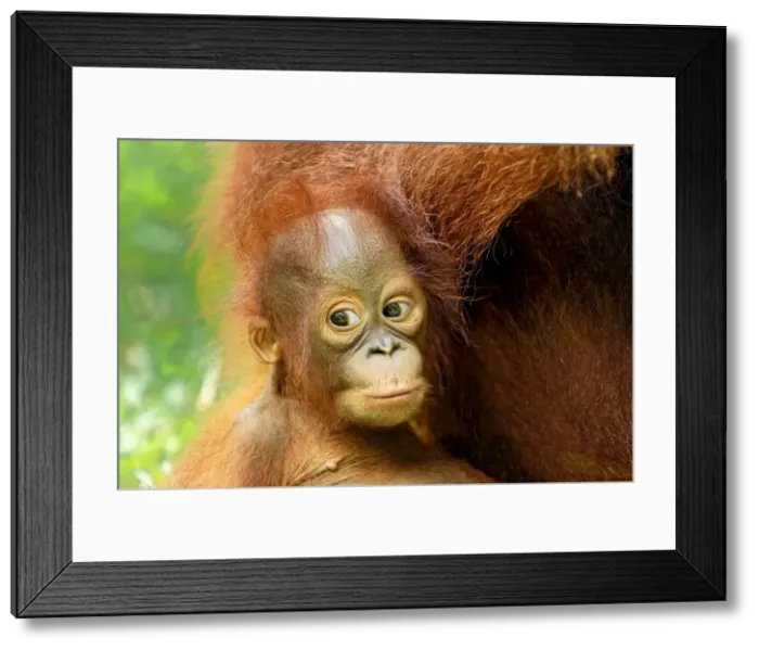 Framed Print : Borneo Orangutan - baby. Camp Leaky, Tanjung Puting National Park, Borneo, Indonesia Framed Print : Borneo Orangutan - baby. Camp Leaky, Tanjung Puting National Park, Borneo, Indonesia