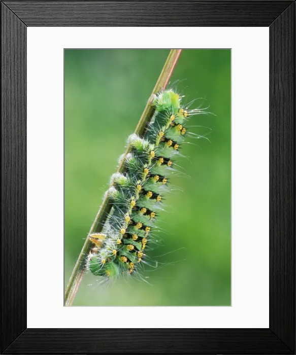 Framed Print : Emperor Moth / Caterpillar Framed Print : Emperor Moth / Caterpillar
