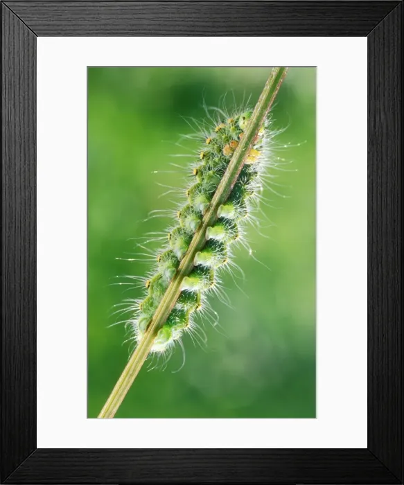 Framed Print : Emperor Moth Caterpillar