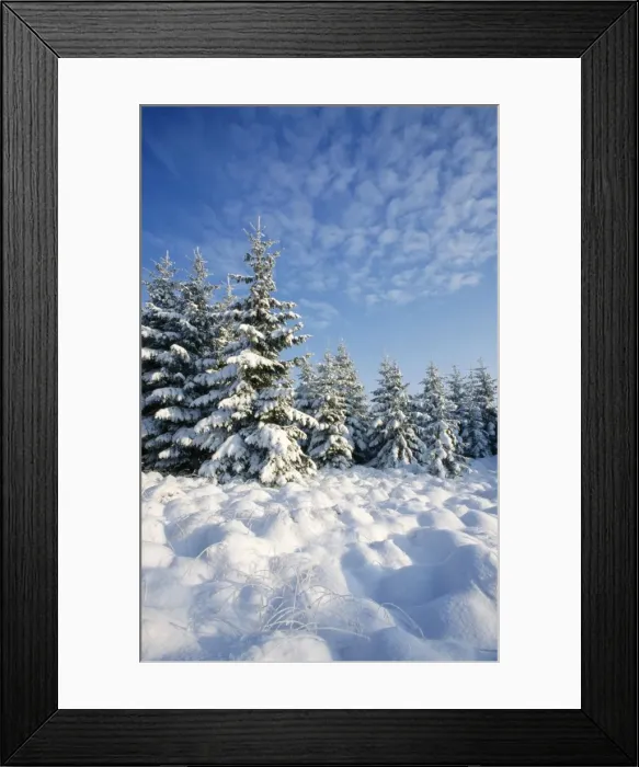Framed Print : Norway Spruce In winter snow Framed Print : Norway Spruce In winter snow