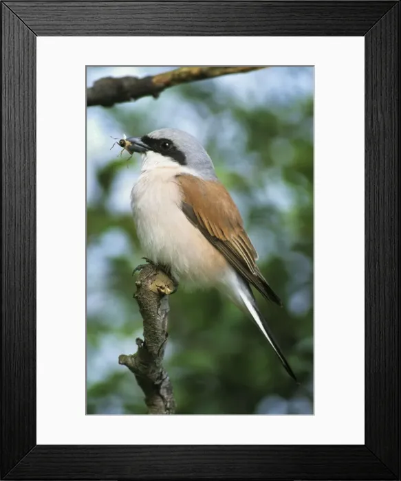 Framed Print : Red-backed Shrike - On tree with insect in beak Torgny, Gaume, Belgium Framed Print : Red-backed Shrike - On tree with insect in beak Torgny, Gaume, Belgium