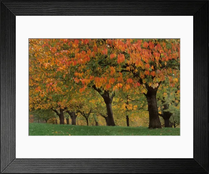 Framed Print : Cherry orchard - autumn Kassel, Germany Framed Print : Cherry orchard - autumn Kassel, Germany