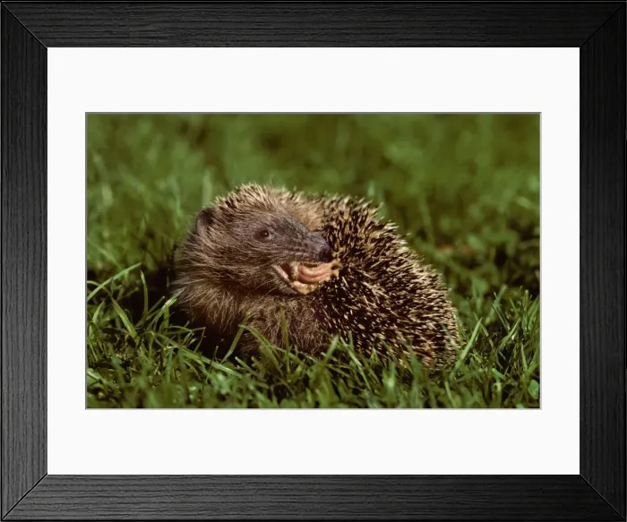 Framed Print : Hedgehog licking his back in garden Framed Print : Hedgehog licking his back in garden
