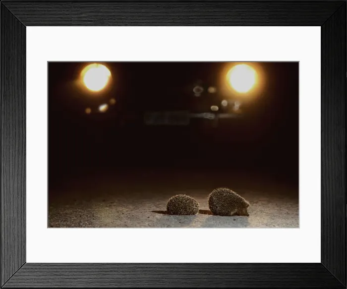 Framed Print : Hedgehog at night lit by car headlights on the road - Belgium Framed Print : Hedgehog at night lit by car headlights on the road - Belgium