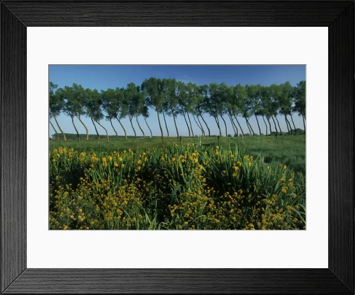 Framed Print : Polder landscape with poplars and yellowflag Iris / Damme / Belgium Framed Print : Polder landscape with poplars and yellowflag Iris / Damme / Belgium