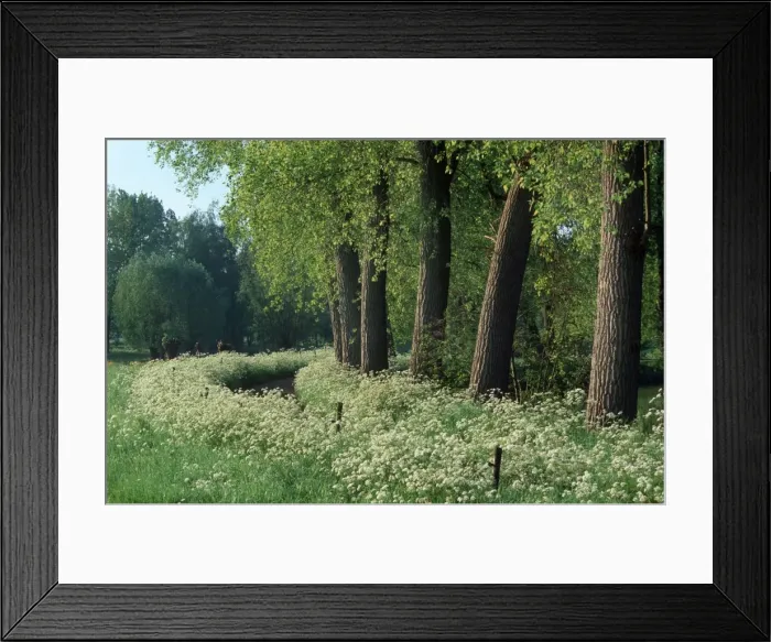 Framed Print : Landscape with Poplars- countryroad with cow Parsley Framed Print : Landscape with Poplars- countryroad with cow Parsley