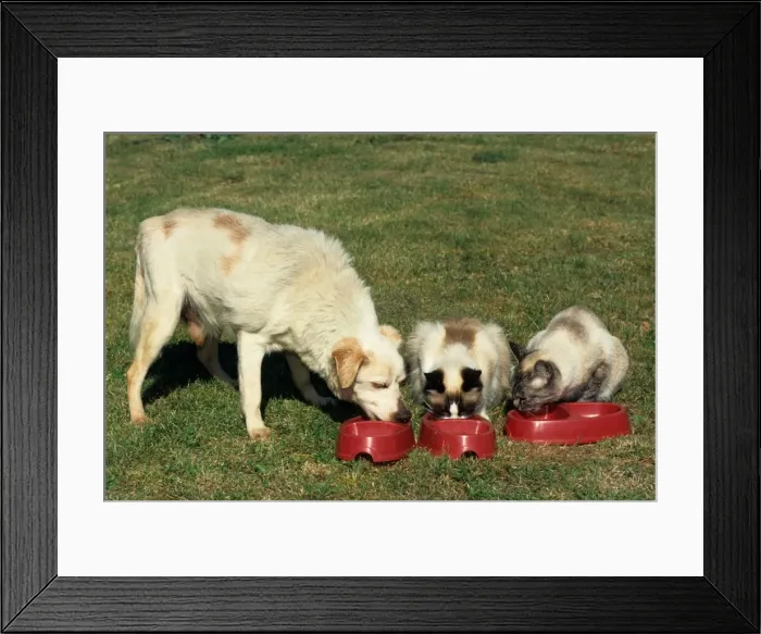 Framed Print : Mongrel old dog eating together with cats in garden Framed Print : Mongrel old dog eating together with cats in garden