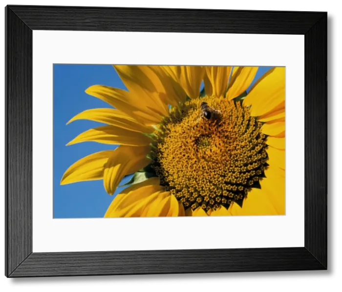 Framed Print : Sunflower with insect- France Framed Print : Sunflower with insect- France