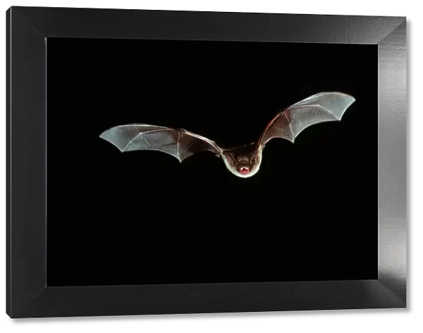 Natterer's Bat - In flight at night - Belgium (Selysius nattereri)