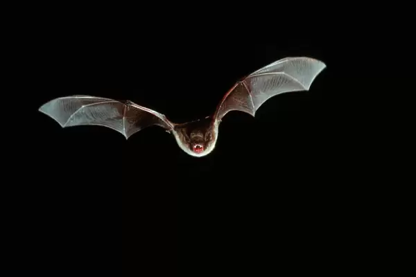 Natterer's Bat - In flight at night - Belgium (Selysius nattereri)