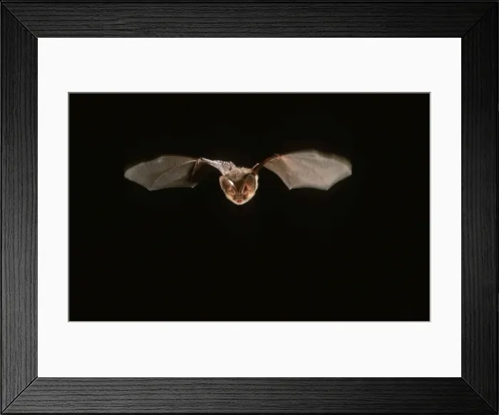 Framed Print : Long-eared Bat in flight at night Framed Print : Long-eared Bat in flight at night