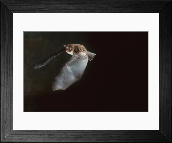 Framed Print : Daubenton's Bat in flight in cave (Leuconoe daubentonii) Framed Print : Daubenton's Bat in flight in cave (Leuconoe daubentonii)