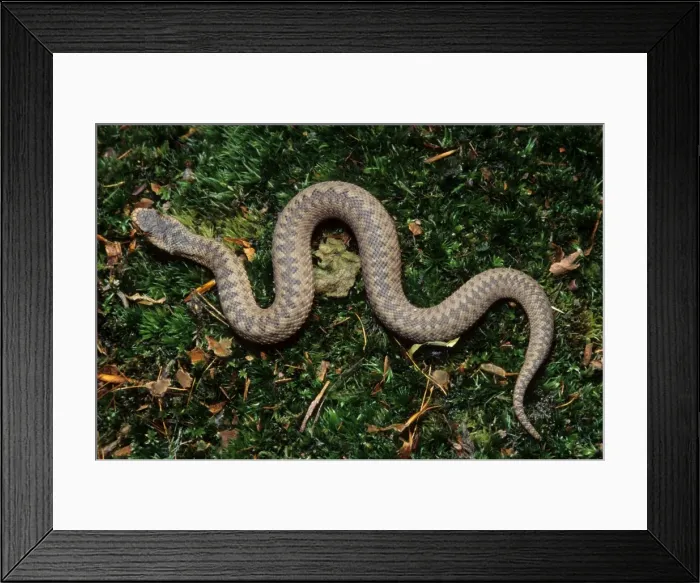 Framed Print : Viper on moss - Belgium Framed Print : Viper on moss - Belgium