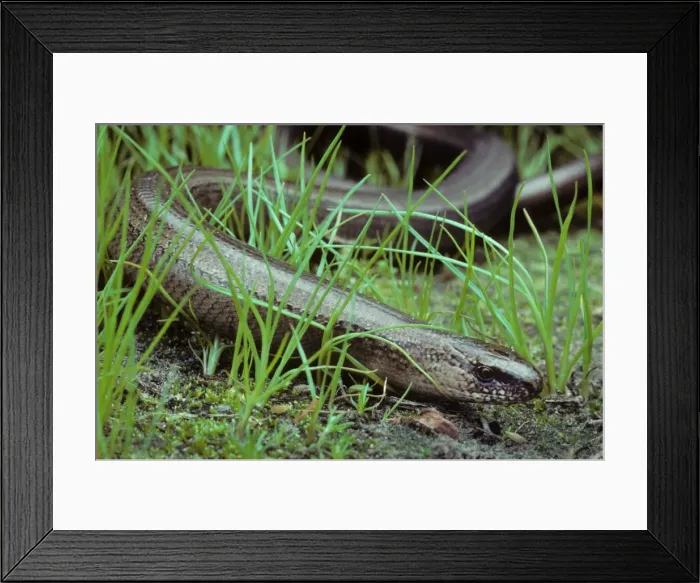 Framed Print : Slow Worm in grass Framed Print : Slow Worm in grass