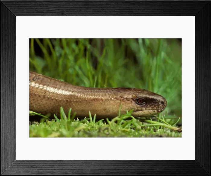 Framed Print : Slow Worm in grass close-up Framed Print : Slow Worm in grass close-up
