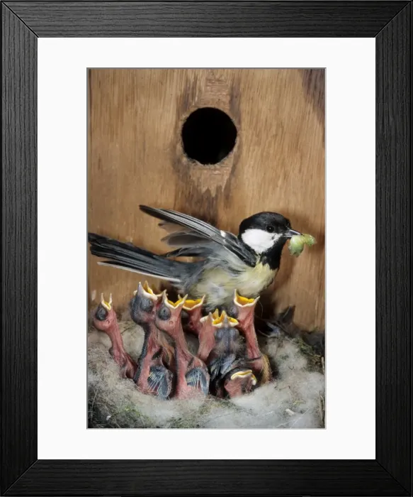 Framed Print : Great Tit - entering nestbox and feeding caterpillar to begging chicks Framed Print : Great Tit - entering nestbox and feeding caterpillar to begging chicks