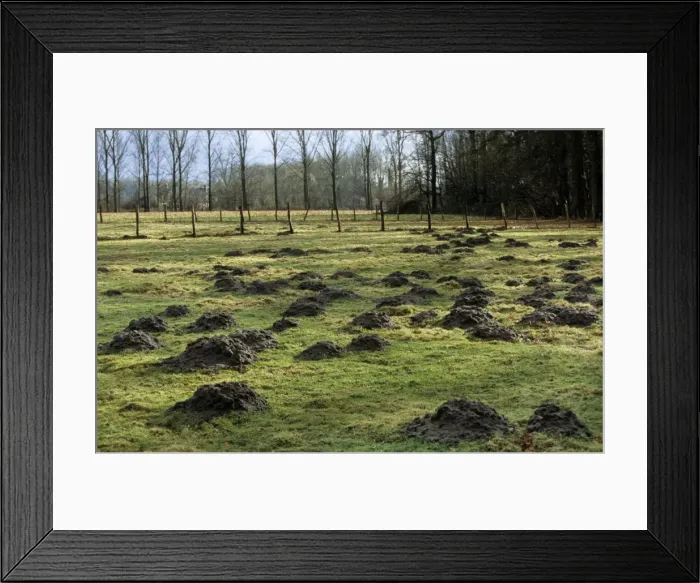 Framed Print : Mole Hills - in meadow Framed Print : Mole Hills - in meadow