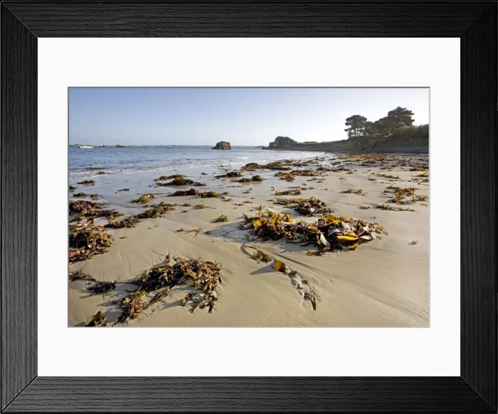 Framed Print : Seaweed on beach - Pors Hir - Brittany - France Framed Print : Seaweed on beach - Pors Hir - Brittany - France
