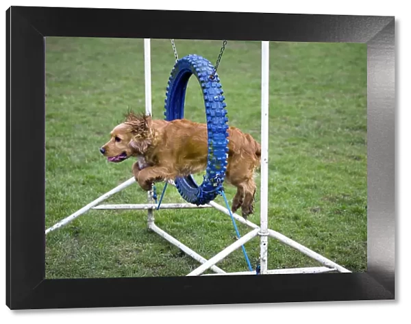 Dog agility - Cocker Spaniel jumping through hoop