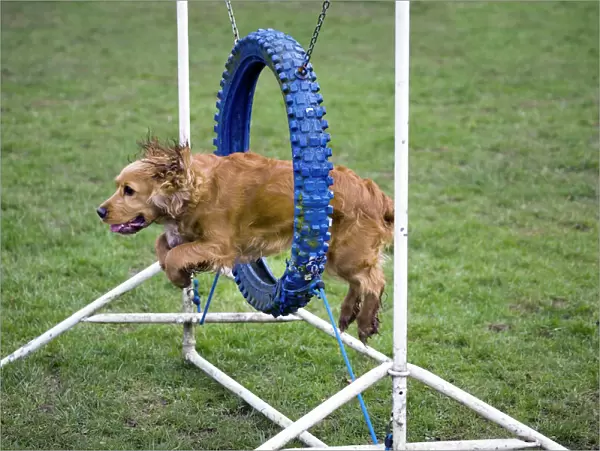 Dog agility - Cocker Spaniel jumping through hoop